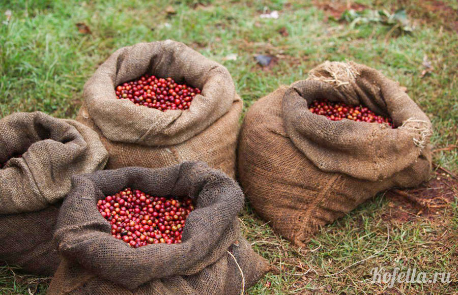 Сорта кенийского кофе