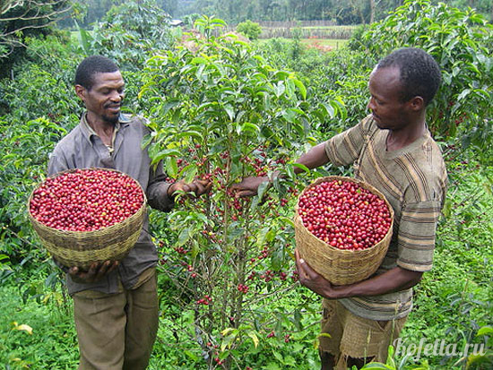 Лучшие сорта эфиопского кофе: посадка и уход