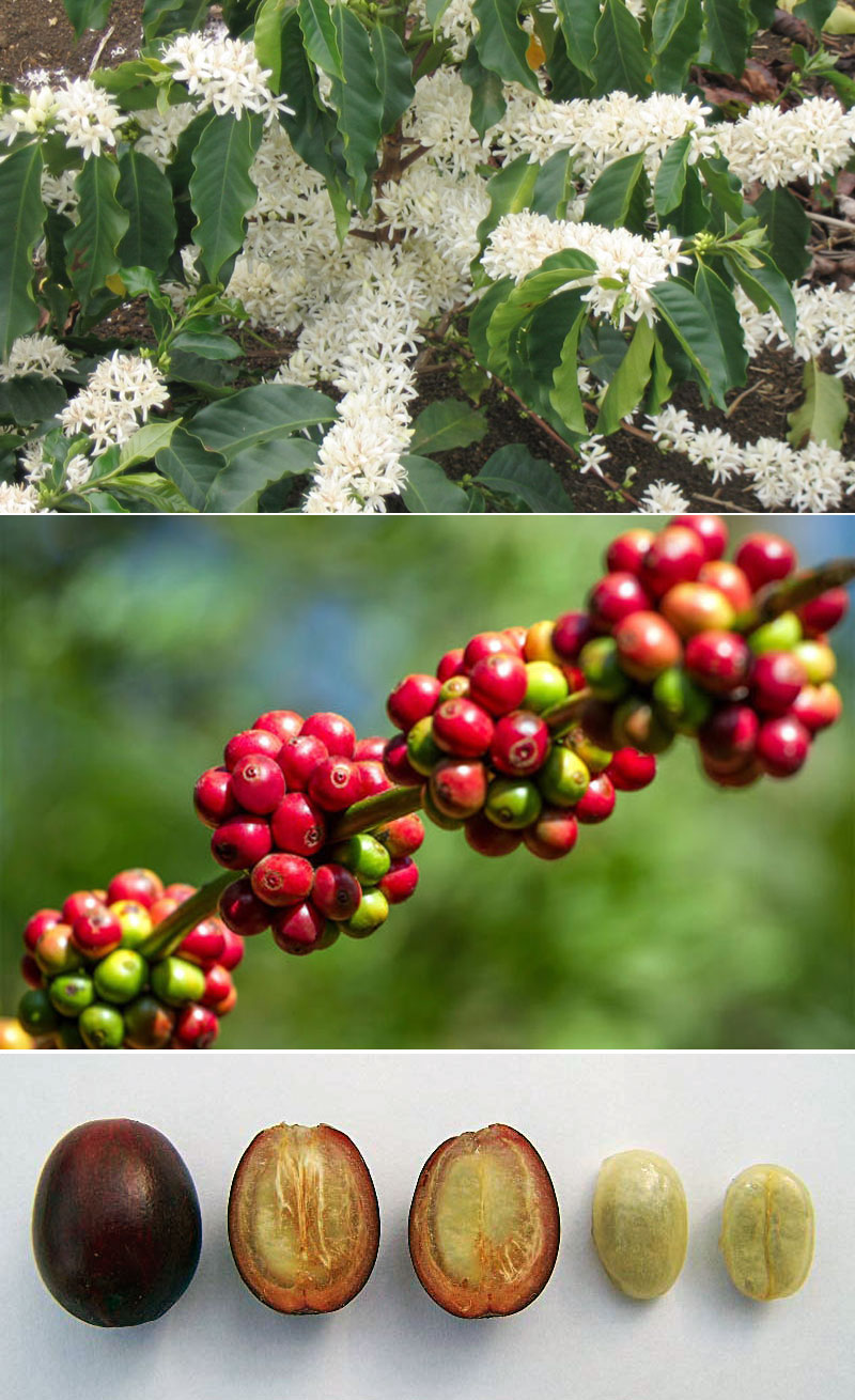 Как растет кофе и кофейное дерево. Условия выращивания кофе