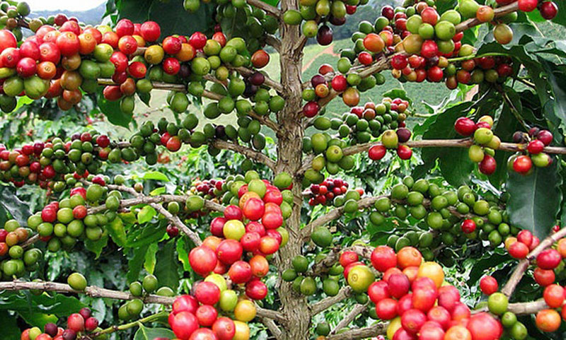 Как растет кофейное дерево